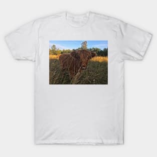 Scottish Highland Cattle Calf 2067 T-Shirt